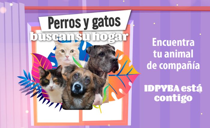 Un portal de Bogotá promete revolucionar la búsqueda de mascotas perdidas: perros y gatos podrían volver a casa más rápido gracias a esta nueva herramienta.