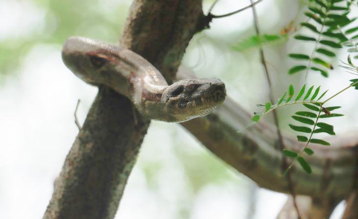 El creciente hallazgo de serpientes boas en Cundinamarca alerta sobre la invasión de su hábitat natural y el riesgo de encuentros cada vez más frecuentes.