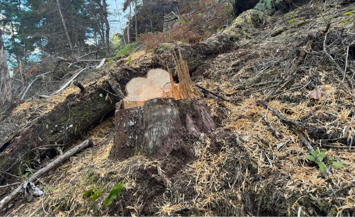 Un hallazgo reciente en zona rural de Cundinamarca puso en alerta a la CAR. Lo que parecía una intervención menor terminó destapando un escenario ambiental mucho más preocupante.