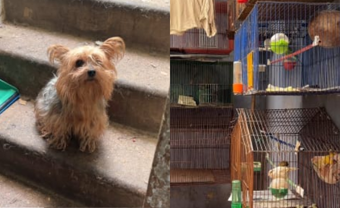 Las autoridades intervinieron una vivienda de Soacha en donde decenas de animales sobrevivían en pésimas condiciones.