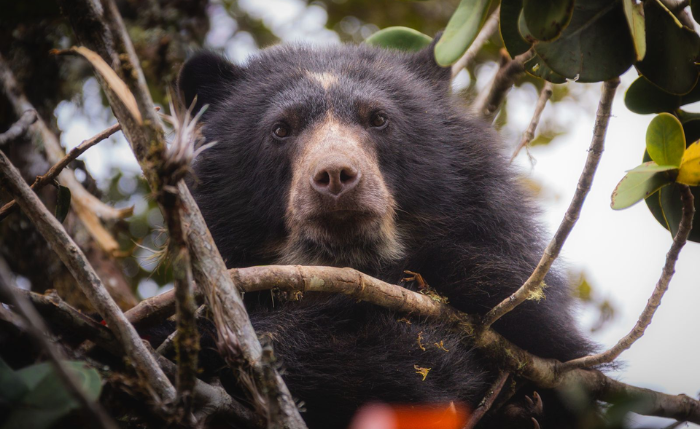 El oso de anteojos fue visto en predios del departamento, un hecho que despertó alertas entre los habitantes de la zona y llevó a las autoridades ambientales a intervenir para evitar riesgos.