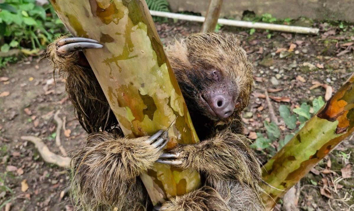 Reportes oportunos permitieron el rescate de varias especies que estaban en riesgo por atropellamientos, heridas y exposición en corredores viales y zonas rurales de Cundinamarca